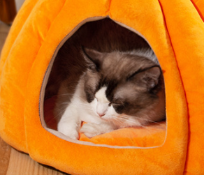 WarmNest™ — Transform Your Pet’s Chill into Cozy, Stress-Free Comfort