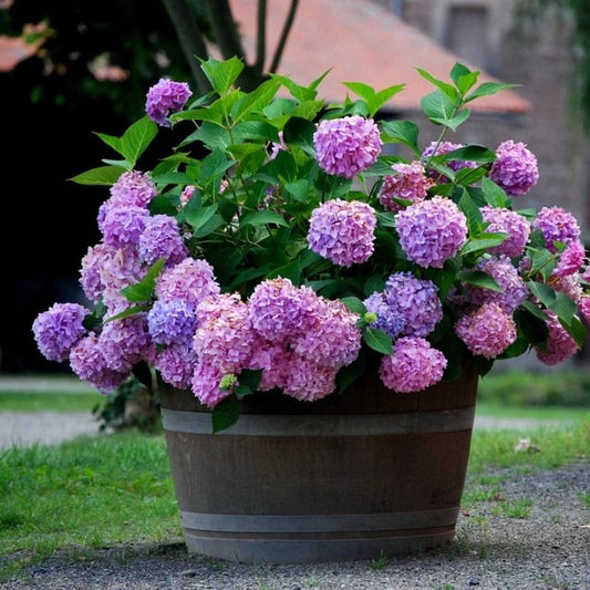 Liora — Kunstmatige Hortensia Bloemen voor Buiten met Realistische Kleurbehoud