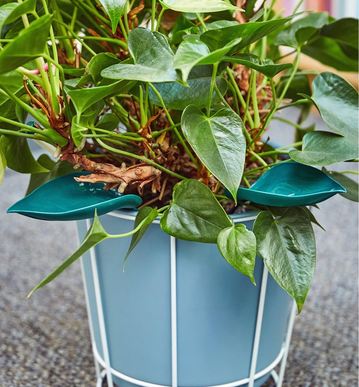 Watering Leaves